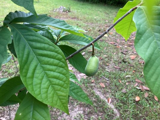 Dwarf Pawpaw (Asimina parviflora)